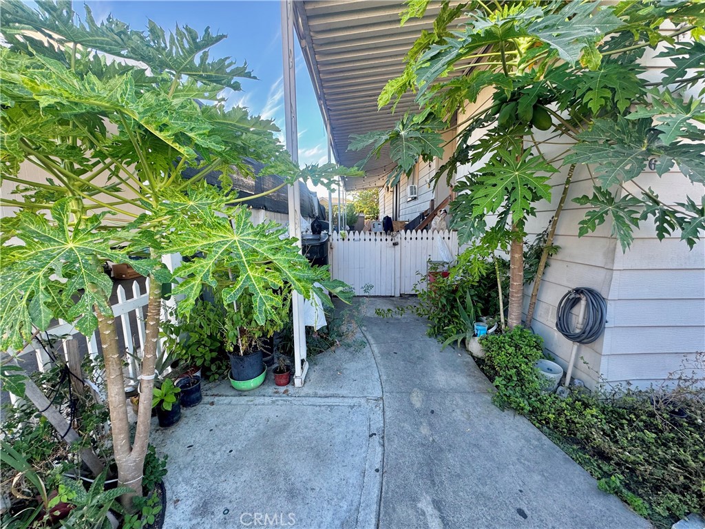 Left Side Home Patio Area Papaya Trees! - 320 N Park Vista 161, Anaheim CA 92806 - photo 19