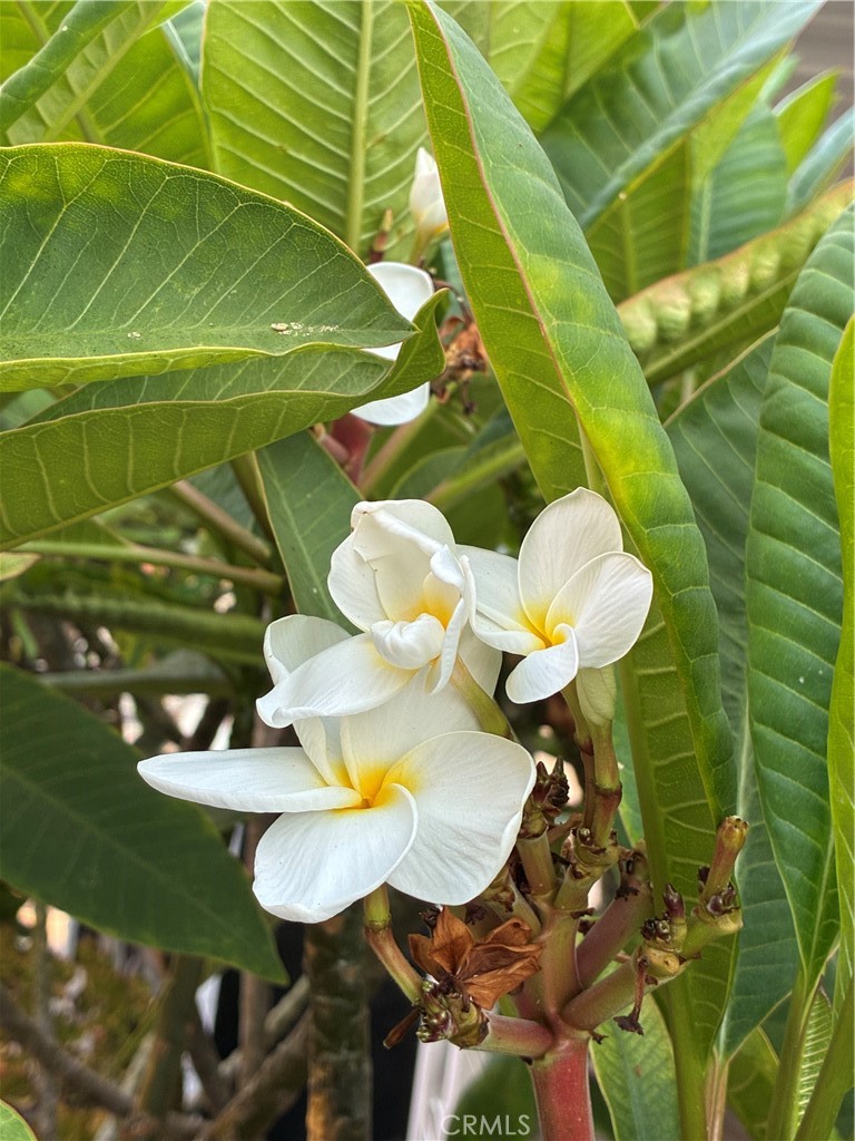 Plumeria trees line the carport - 6741 Lincoln Avenue 37, Buena Park CA 90620 - photo 13