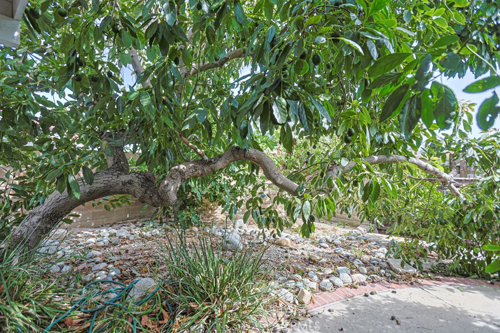 Fruit Trees - 16404 Ponderosa St., Fountain Valley CA 92708 - photo 26