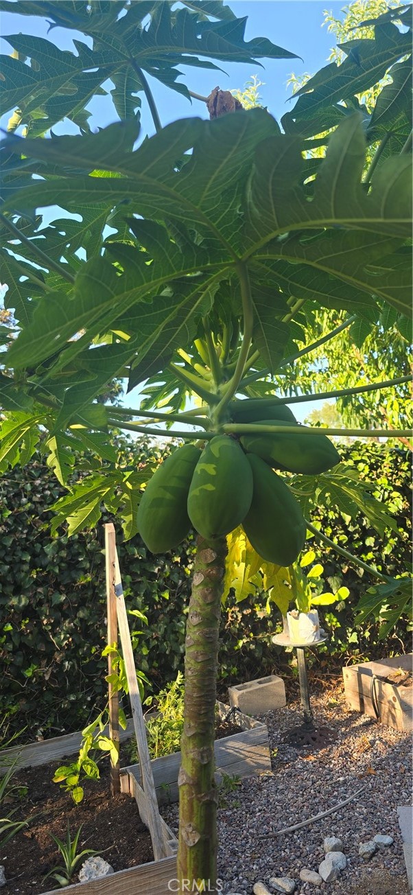 Many producing Fruit Trees - This one is Papaya - 1425 Longview, Fullerton CA 92831 - photo 31