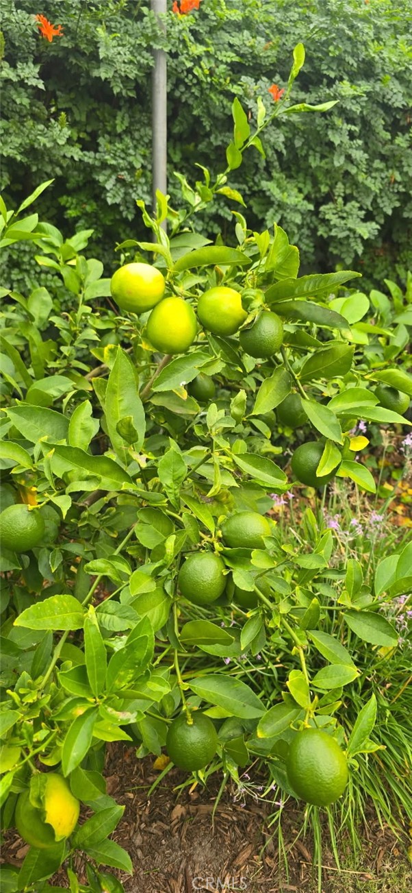 Producing Meyer Lenmon Tree - 1425 Longview, Fullerton CA 92831 - photo 30