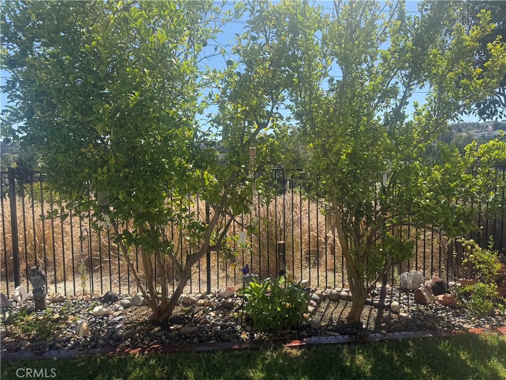 lemon tree, lime tree, avacado - 16 Bower Lane, Ladera Ranch CA 92694 - photo 36