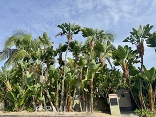 Welcome to Laguna's tropical paradise! - 343 Myrtle Street B, Laguna Beach CA 92651 - photo 4