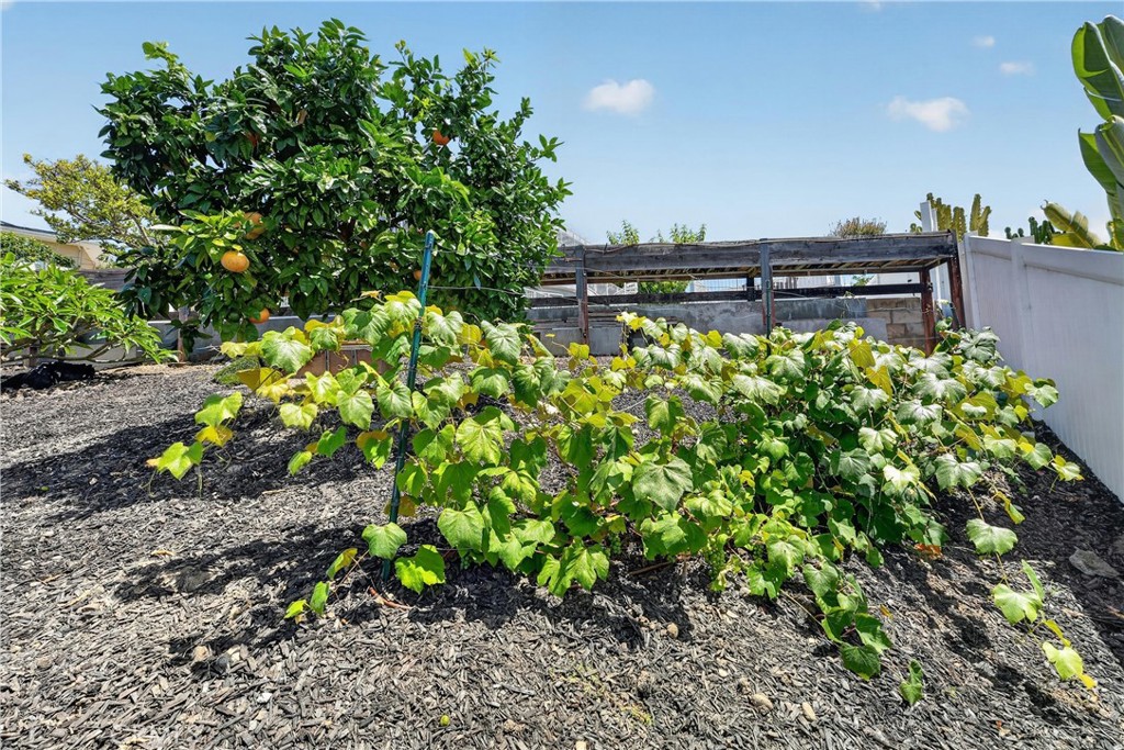 Mature grapefruit, blackberries, grapes, avocado and more - 111 Revuelta Court, San Clemente CA 92672 - photo 48