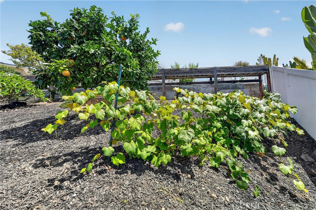 Mature grapefruit, blackberries, grapes, avocado and more - 111 Revuelta Court, San Clemente CA 92672 - photo 48