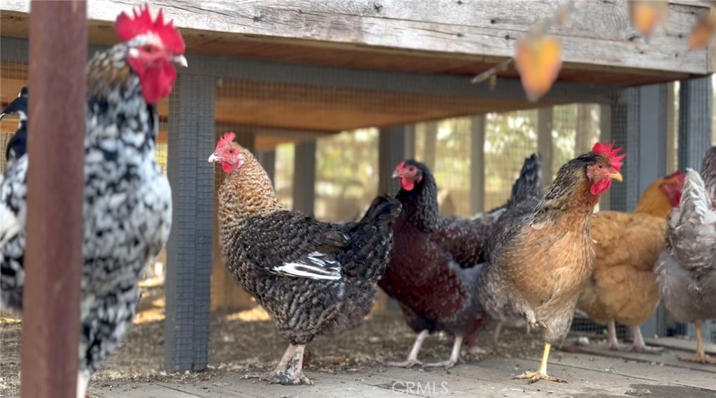 The happy chickens - 27151 Mission Hills Drive, San Juan Capistrano CA 92675 - photo 24