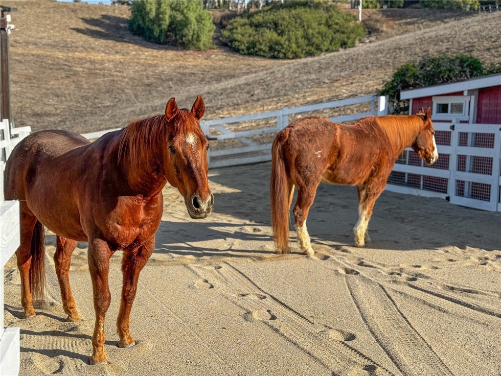 Happy horses - property can accommodate 2+ horses - 27151 Mission Hills Drive, San Juan Capistrano CA 92675 - photo 29