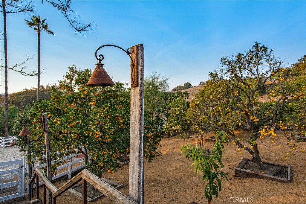 The orchard with multiple fruit trees - 27151 Mission Hills Drive, San Juan Capistrano CA 92675 - photo 31
