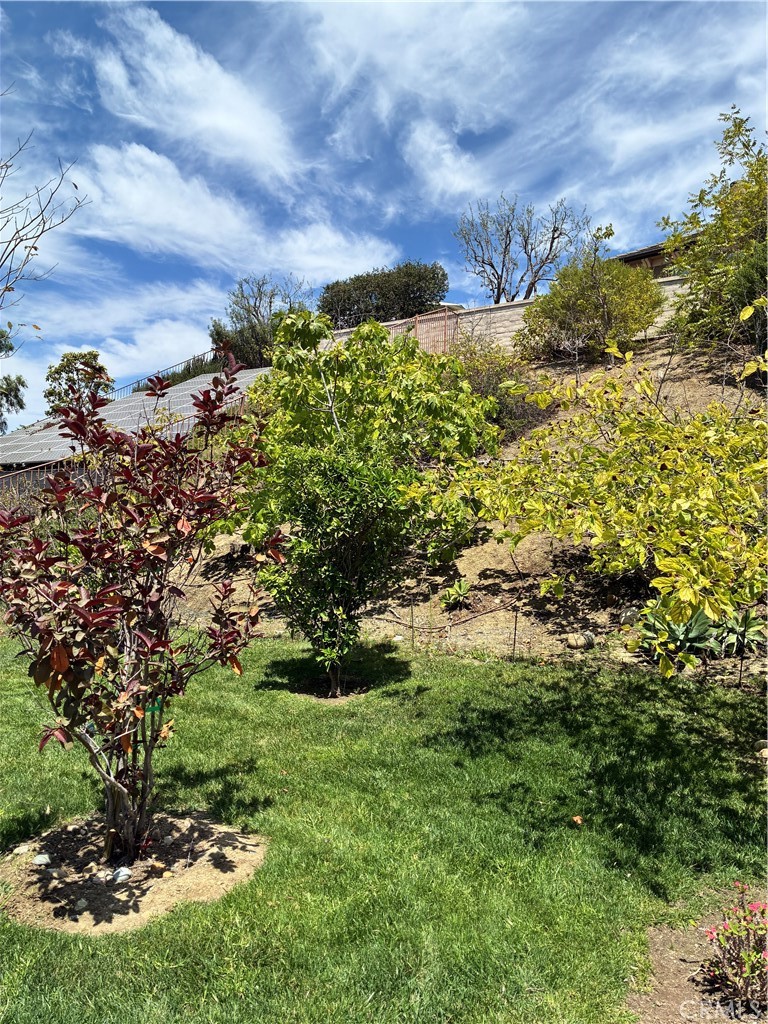 Private orchard area featuring a variety of fruit trees throughout the property. - 31378 Juliana Farms Road, San Juan Capistrano CA 92675 - photo 55