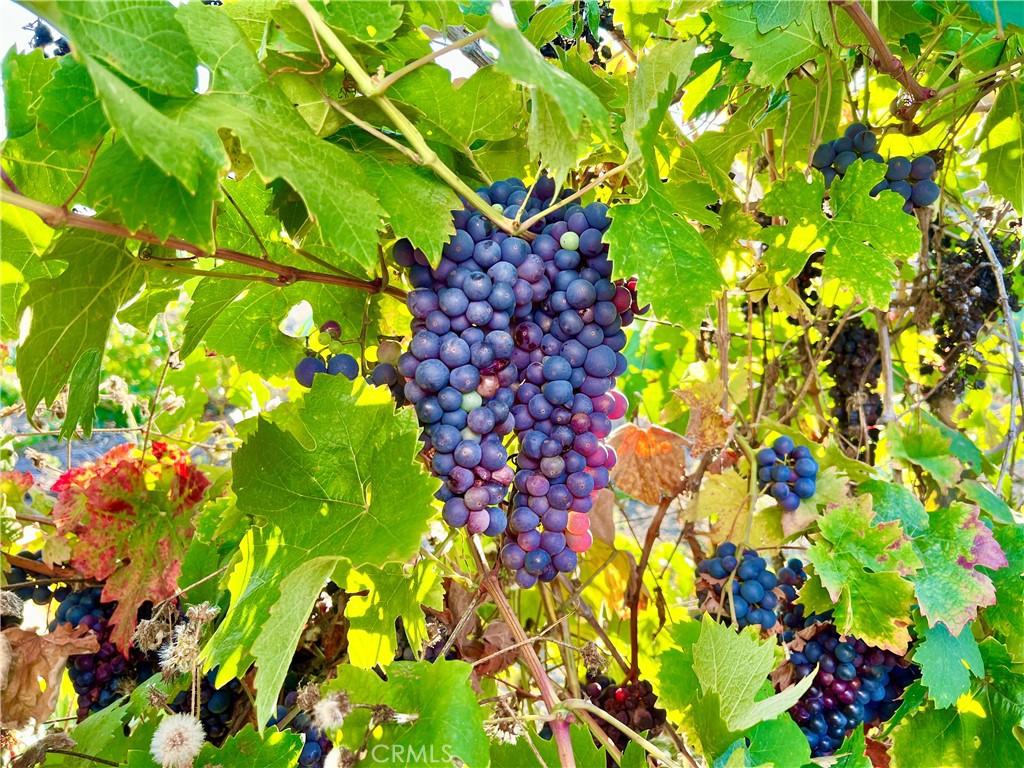 Grapes grow very well in this coastal climate on the sun kissed land just out of reach of most days of the beach fog. - 31641 Peppertree Bend, San Juan Capistrano CA 92675 - photo 21