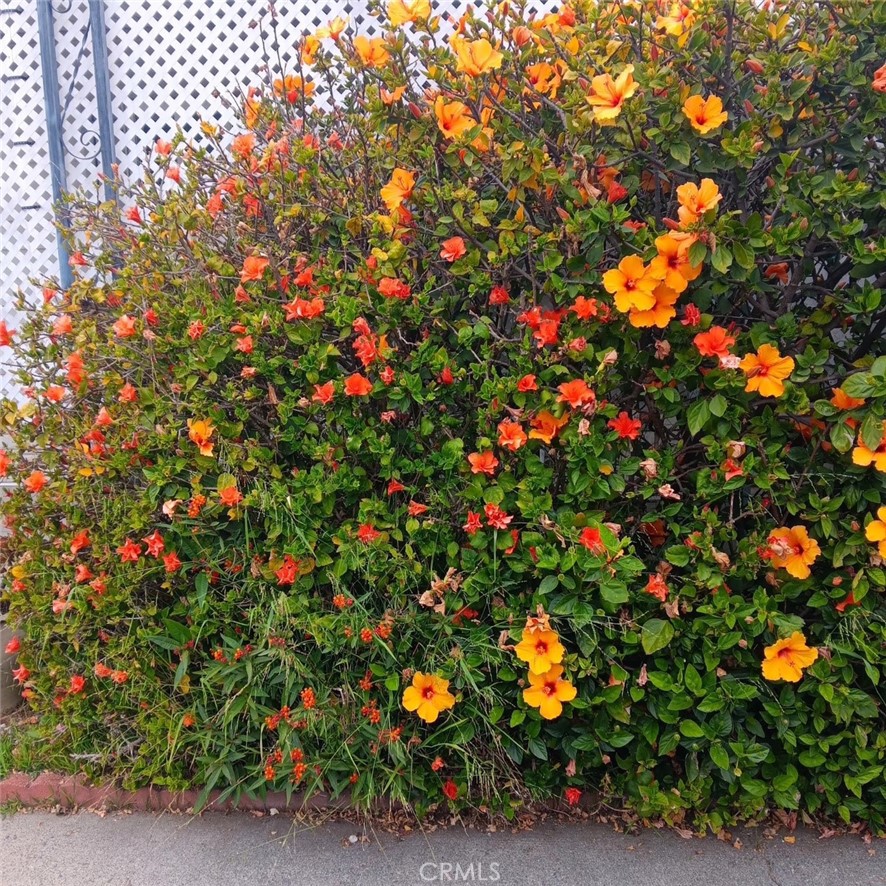 Flowers when in bloom - 32302 Alipaz Street 217, San Juan Capistrano CA 92675 - photo 42
