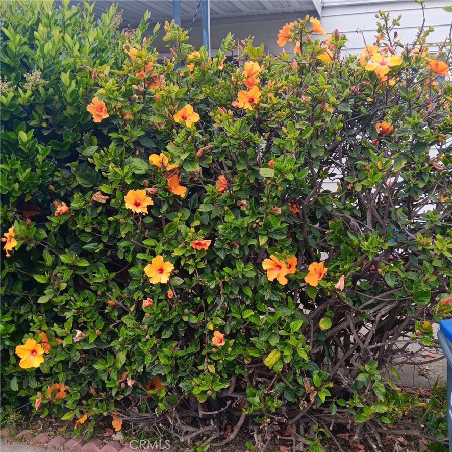 Flowers when in bloom - 32302 Alipaz Street 217, San Juan Capistrano CA 92675 - photo 41