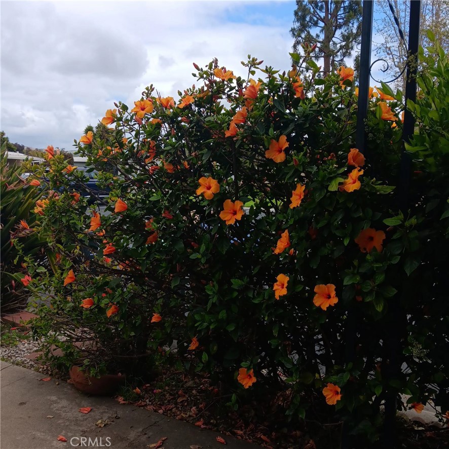 Flowers when they bloom - 32302 Alipaz Street 217, San Juan Capistrano CA 92675 - photo 39