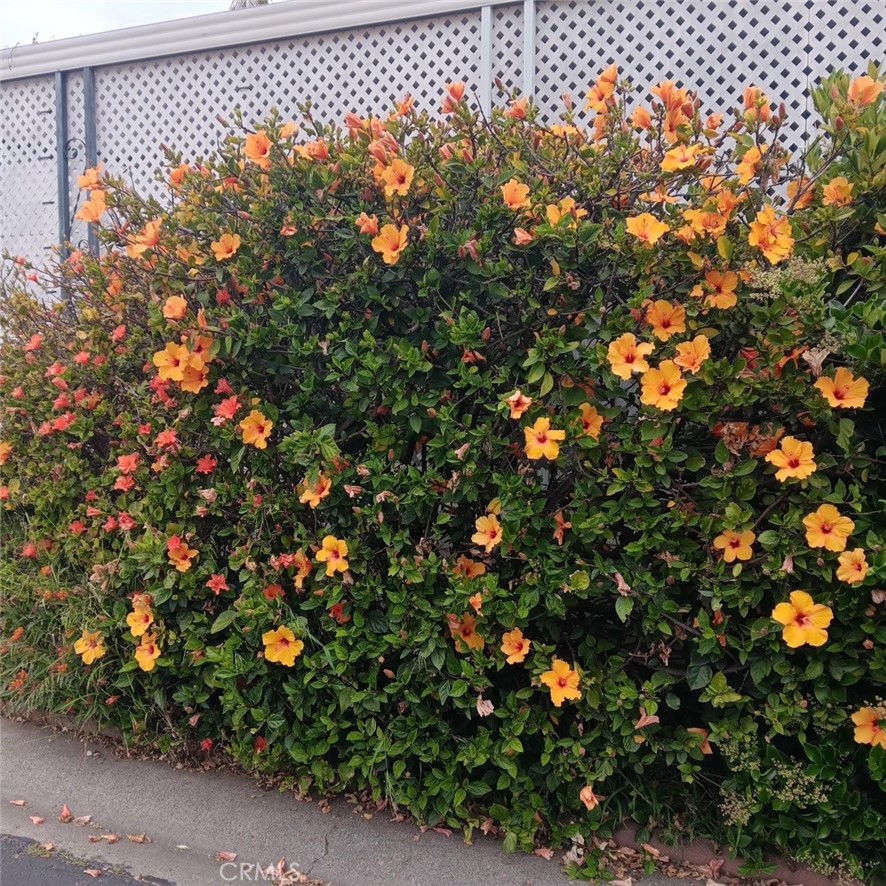 plant flowers when in bloom - 32302 Alipaz Street 217, San Juan Capistrano CA 92675 - photo 40