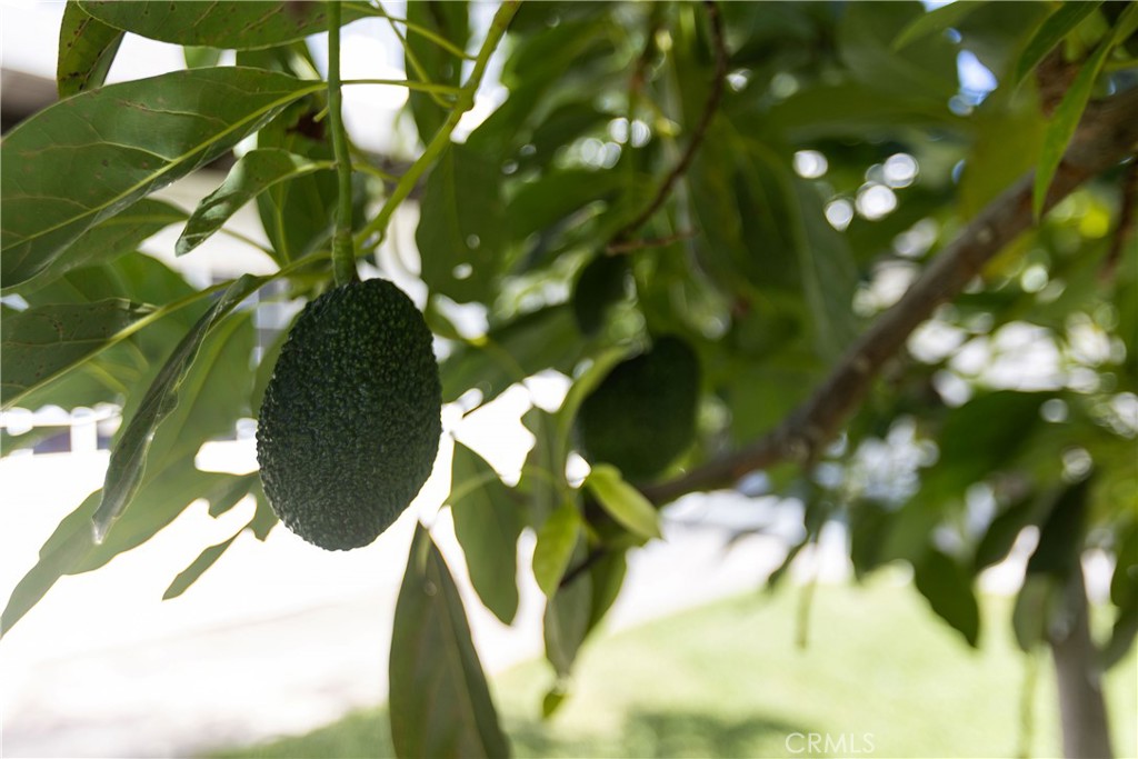 Avocado tree - 3709 S Olive Street, Santa Ana CA 92707 - photo 56