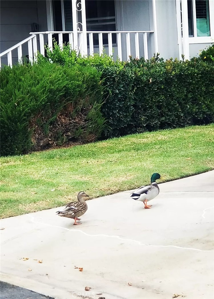 Our Little Friends! - 16757 Lake Terrace Way, Yorba Linda CA 92886 - photo 55