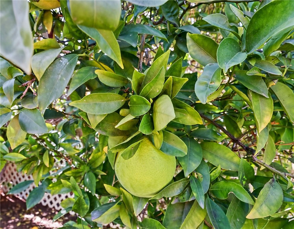 Citrus Tree - 5062 W Knoll Drive, Yorba Linda CA 92886 - photo 48